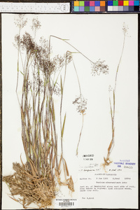 Panicum sadinii image