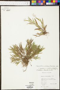 Panicum sadinii image