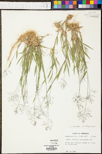 Panicum sadinii image