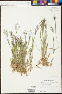 Panicum sadinii image