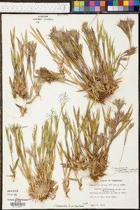 Panicum sadinii image