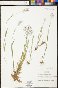 Panicum sadinii image