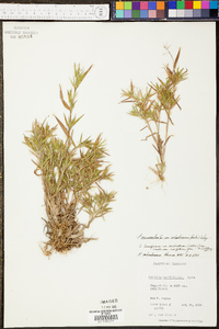 Panicum sadinii image