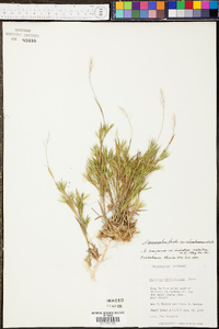 Panicum sadinii image