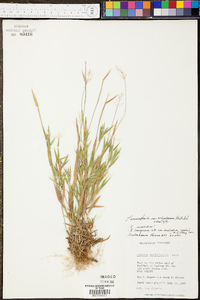 Panicum sadinii image