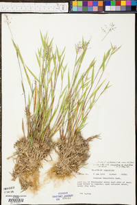 Panicum lindheimeri image