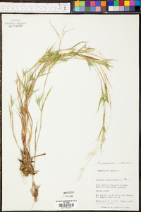 Panicum lindheimeri image