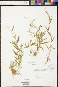 Panicum lindheimeri image