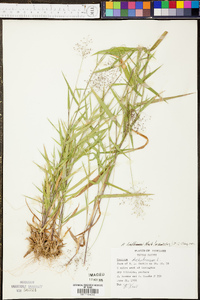 Panicum lindheimeri image