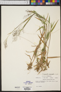 Dichanthelium acuminatum subsp. acuminatum image