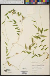 Oplismenus hirtellus subsp. setarius image