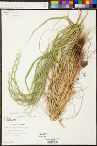 Festuca obtusa image