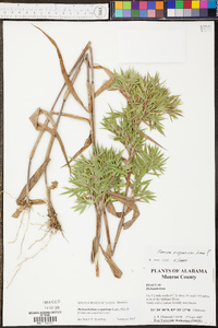 Dichanthelium scribnerianum image