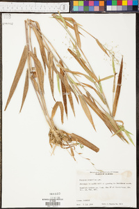 Dichanthelium scribnerianum image