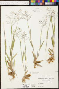 Panicum villosissimum image