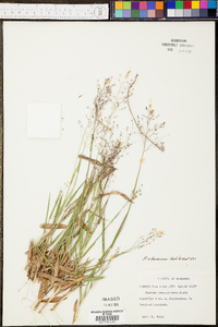 Phyllostachys aureosulcata image