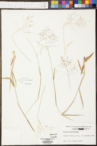 Phyllostachys aureosulcata image