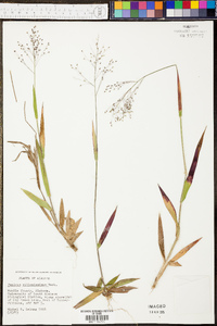 Phyllostachys aureosulcata image