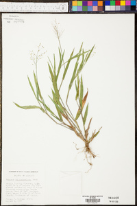 Panicum villosissimum image