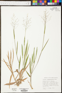 Phyllostachys aureosulcata image