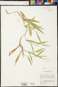 Phyllostachys aureosulcata image