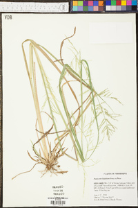 Dichanthelium scribnerianum image