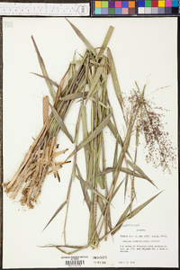 Panicum villosissimum image