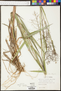 Panicum tsugetorum image