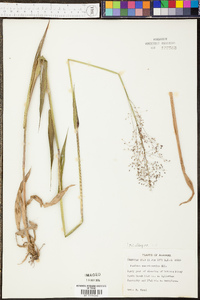 Panicum tsugetorum image