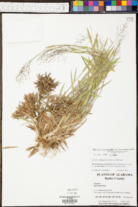 Dichanthelium acuminatum subsp. acuminatum image