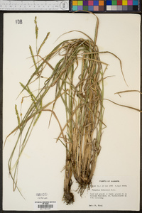 Paspalum dilatatum image