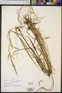 Paspalum dilatatum image