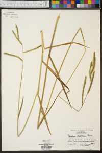 Paspalum dilatatum image