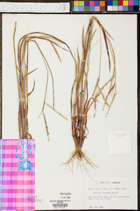 Panicum villosissimum image