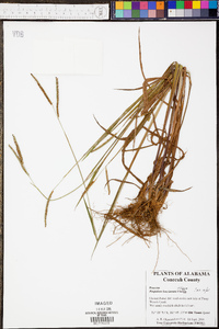 Panicum villosissimum image