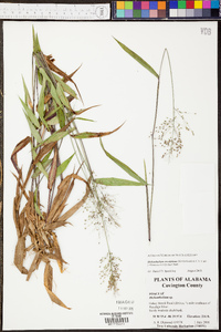 Panicum erectifolium image