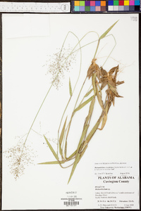 Urochloa fusca image