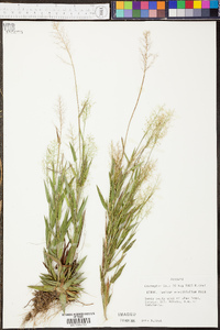 Panicum erectifolium image