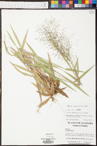 Panicum erectifolium image