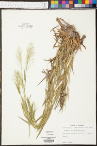 Panicum erectifolium image