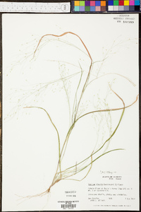 Panicum miliaceum image