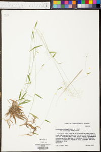 Panicum ensifolium var. ensifolium image