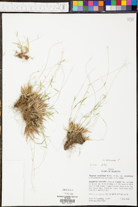 Panicum erectifolium image