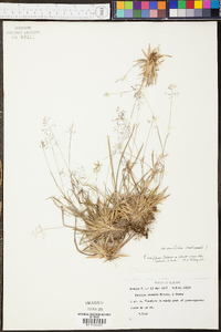 Panicum erectifolium image