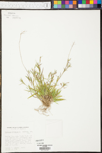 Panicum erectifolium image