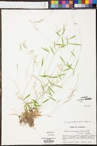 Panicum erectifolium image