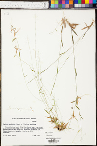 Panicum erectifolium image