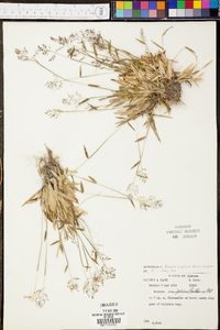 Panicum erectifolium image