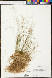 Panicum erectifolium image