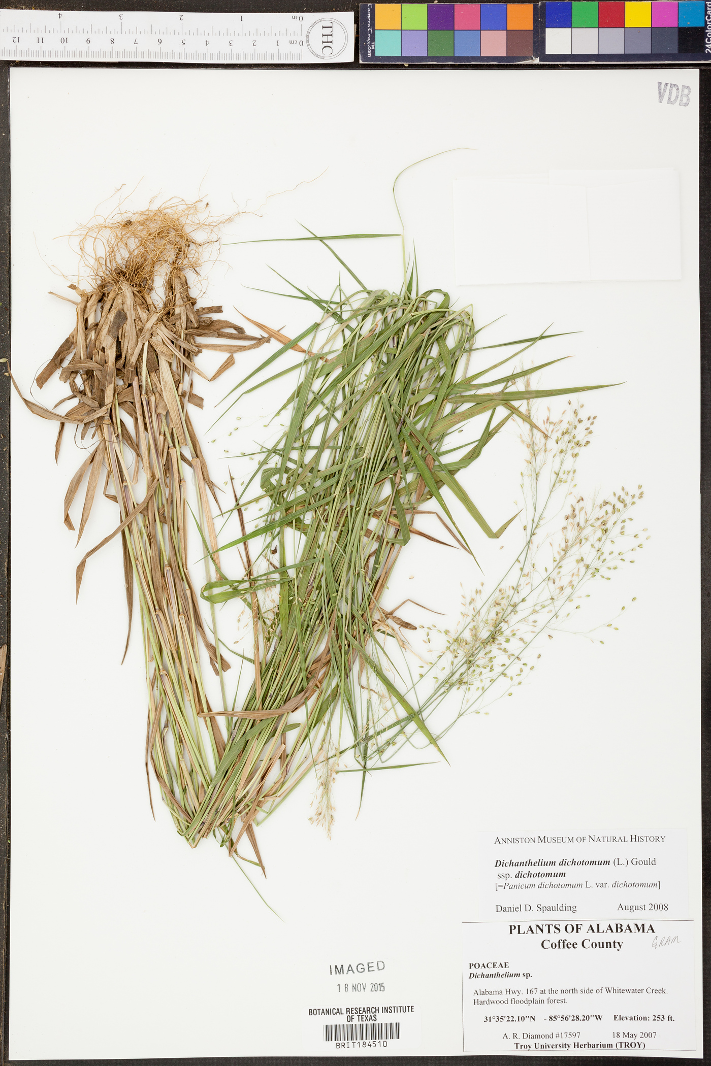 Panicum dichotomum image